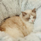2 in 1 faltbarer Indoor weicher runder Katzen-Tunnel-Bett