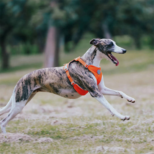 Komplette Kontrolle Bequemes No-Pull Hundegeschirr und Leinen-Set