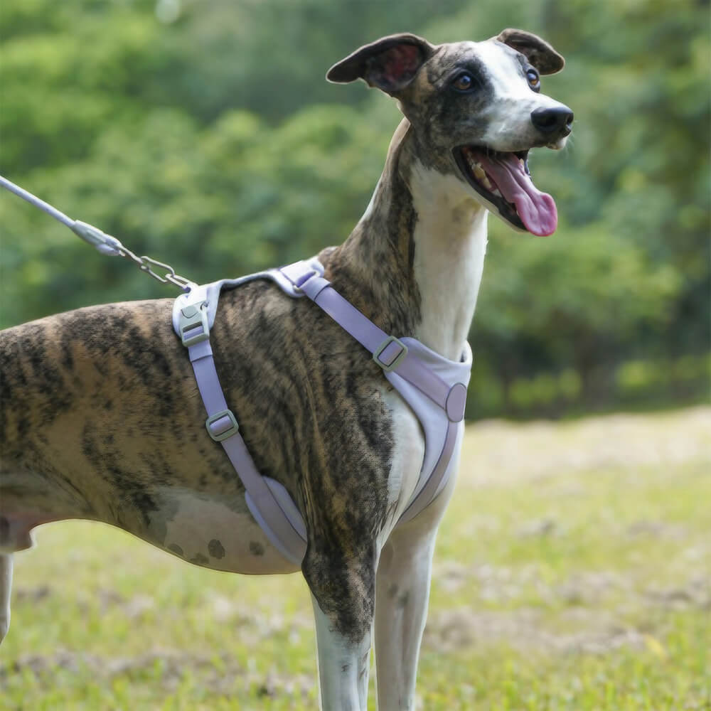 Komplette Kontrolle Bequemes No-Pull Hundegeschirr und Leinen-Set