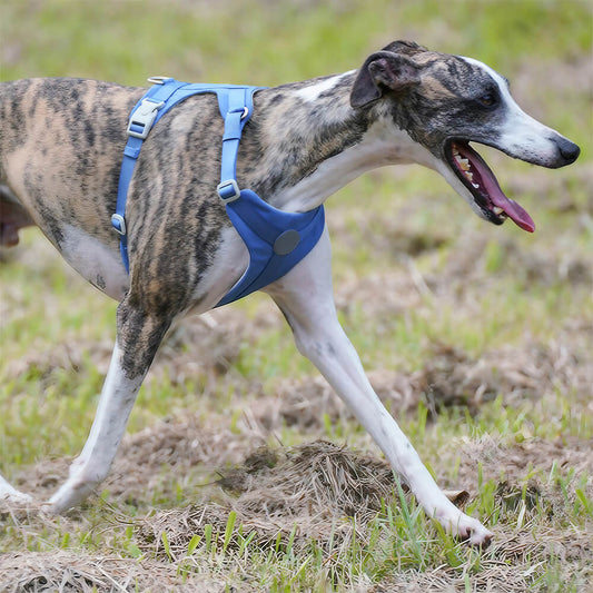 Komplette Kontrolle Bequemes No-Pull Hundegeschirr und Leinen-Set