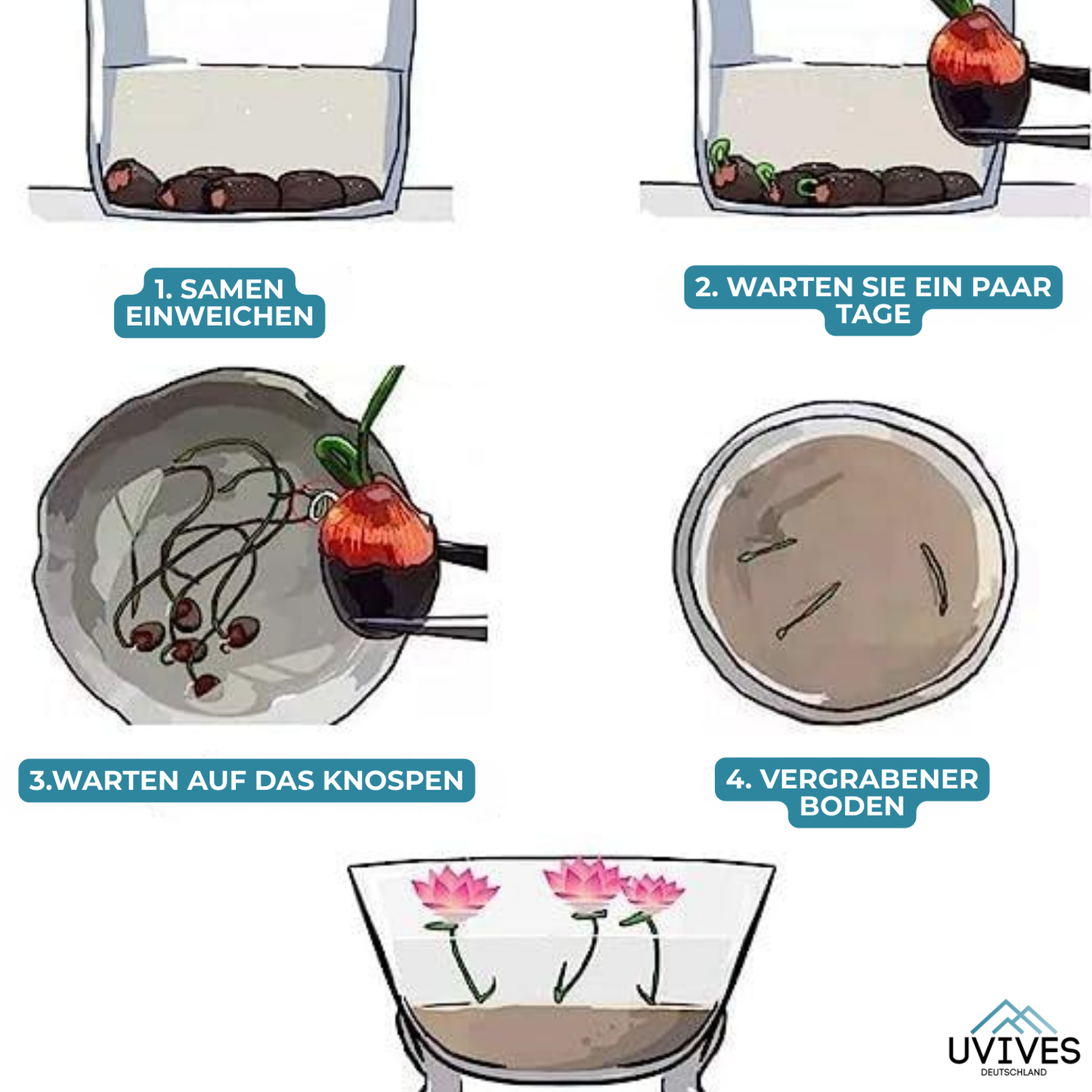 Frendorf |  LotusBloom – Magische Blütenpracht für deinen Teich