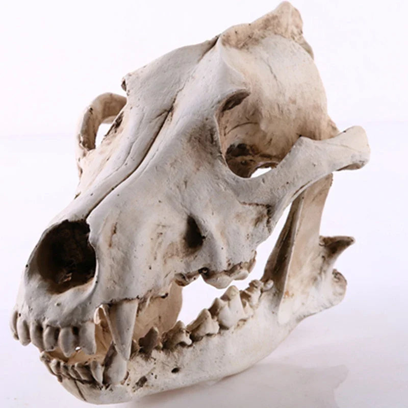 Wolf Schädel Skulptur Modell