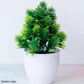 Kleine Baumtopf Bonsai Pflanzen