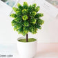 Kleine Baumtopf Bonsai Pflanzen