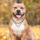 Frendorf |  Edelstahl Hundetraining-Halskette