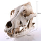 Wolf Schädel Skulptur Modell