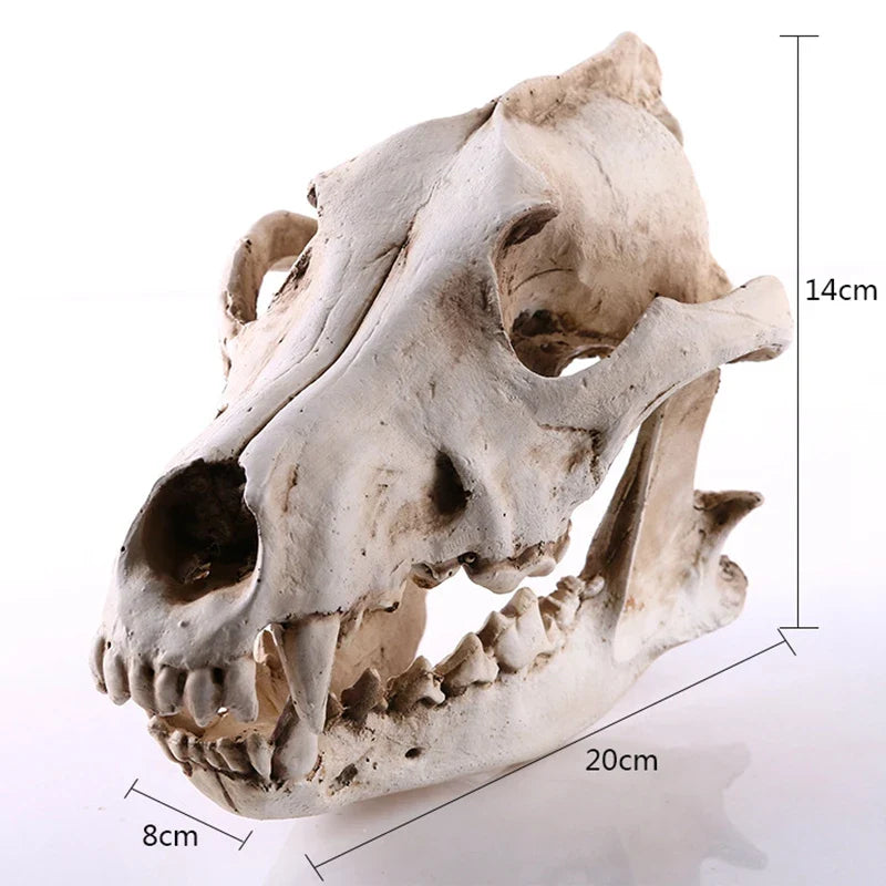 Wolf Schädel Skulptur Modell