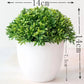 Kleine Baumtopf Bonsai Pflanzen