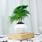 EnchantedBloom™ Schwebender Luft-Bonsai-Topf