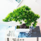 Kleine Baumtopf Bonsai Pflanzen