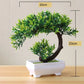 Kleine Baumtopf Bonsai Pflanzen