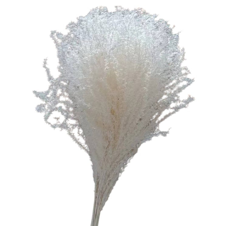 Frendorf | Buntes Schilfrohr (weiß) – weiches und elegantes getrocknetes Pampasgras, perfekt für die Wohnkultur, Blumenarrangements und Veranstaltungsdekorationen, verleiht Vasen, Sträußen und Tischdekorationen einen natürlichen und bohemian Touch.