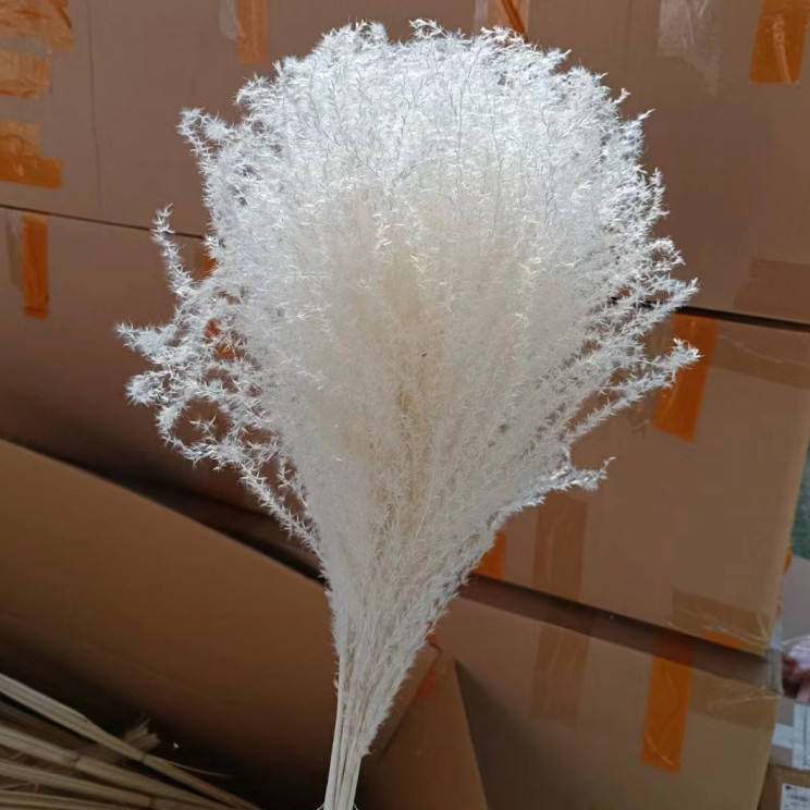 Frendorf | Buntes Schilfrohr (weiß) – weiches und elegantes getrocknetes Pampasgras, perfekt für die Wohnkultur, Blumenarrangements und Veranstaltungsdekorationen, verleiht Vasen, Sträußen und Tischdekorationen einen natürlichen und bohemian Touch.