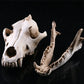 Wolf Schädel Skulptur Modell
