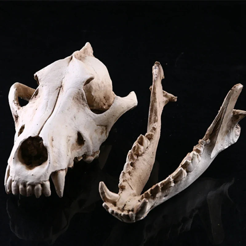 Wolf Schädel Skulptur Modell