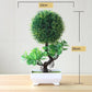 Kleine Baumtopf Bonsai Pflanzen