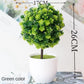 Kleine Baumtopf Bonsai Pflanzen