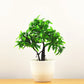 Kleine Baumtopf Bonsai Pflanzen