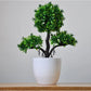 Kleine Baumtopf Bonsai Pflanzen