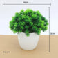 Kleine Baumtopf Bonsai Pflanzen