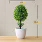 Kleine Baumtopf Bonsai Pflanzen
