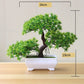 Kleine Baumtopf Bonsai Pflanzen