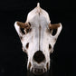 Wolf Schädel Skulptur Modell