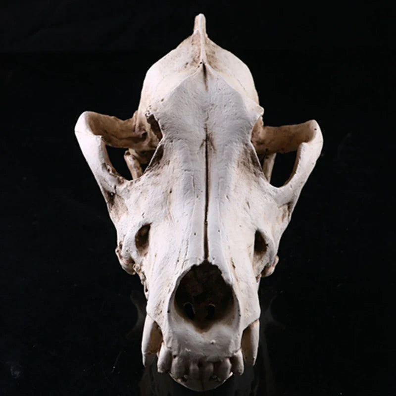 Wolf Schädel Skulptur Modell