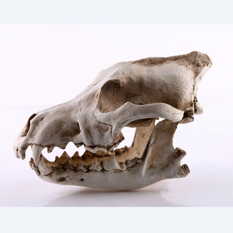 Wolf Schädel Skulptur Modell