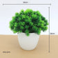Kleine Baumtopf Bonsai Pflanzen