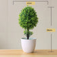 Kleine Baumtopf Bonsai Pflanzen