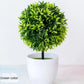 Kleine Baumtopf Bonsai Pflanzen