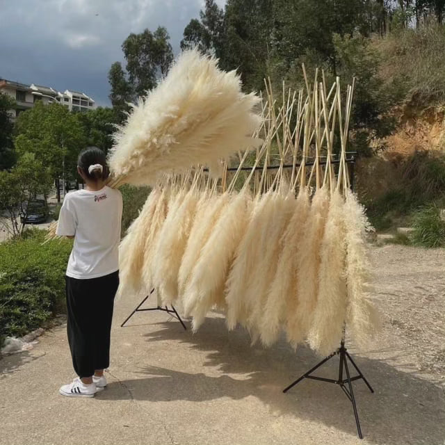 Großes fluffiges Pampasgras