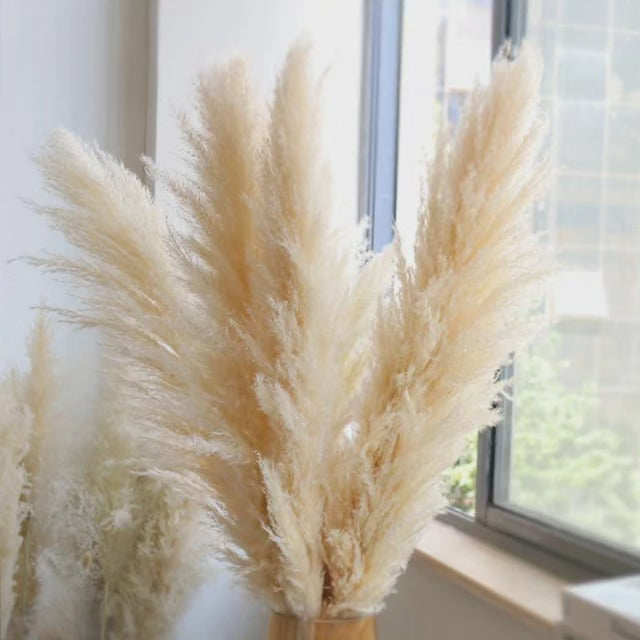 Großes fluffiges Pampasgras