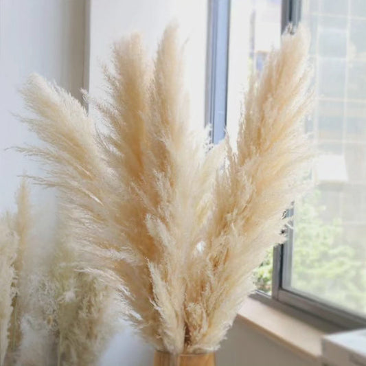 Großes fluffiges Pampasgras