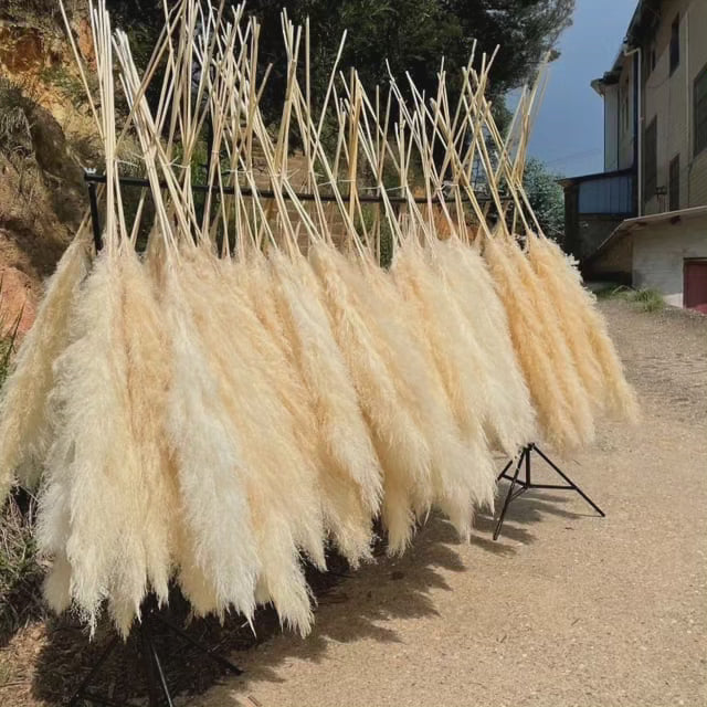 Großes fluffiges Pampasgras