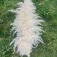 Großes fluffiges Pampasgras