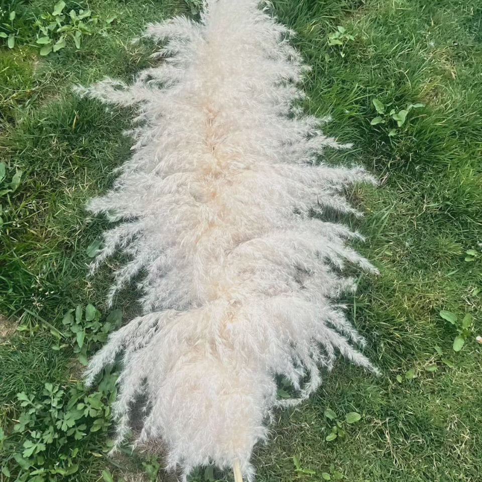 Großes fluffiges Pampasgras