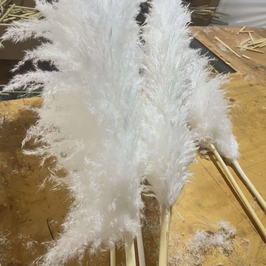 Großes fluffiges Pampasgras