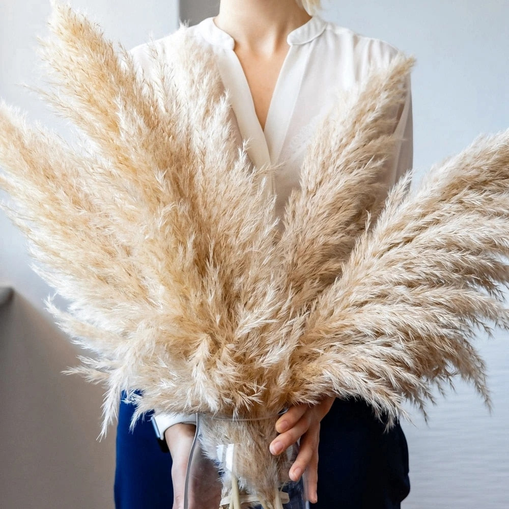Pampas Getrocknete Blumen