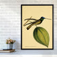 Kronen-Hummervogel-Kunstdruck