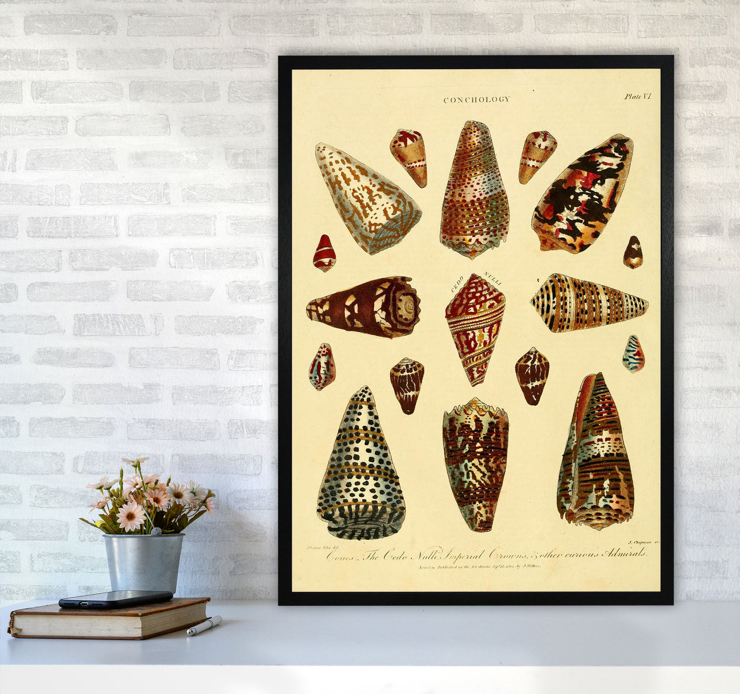 Conchologie Illustration 2 Kunstdruck