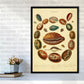 Conchologie Illustrationskunst Druck