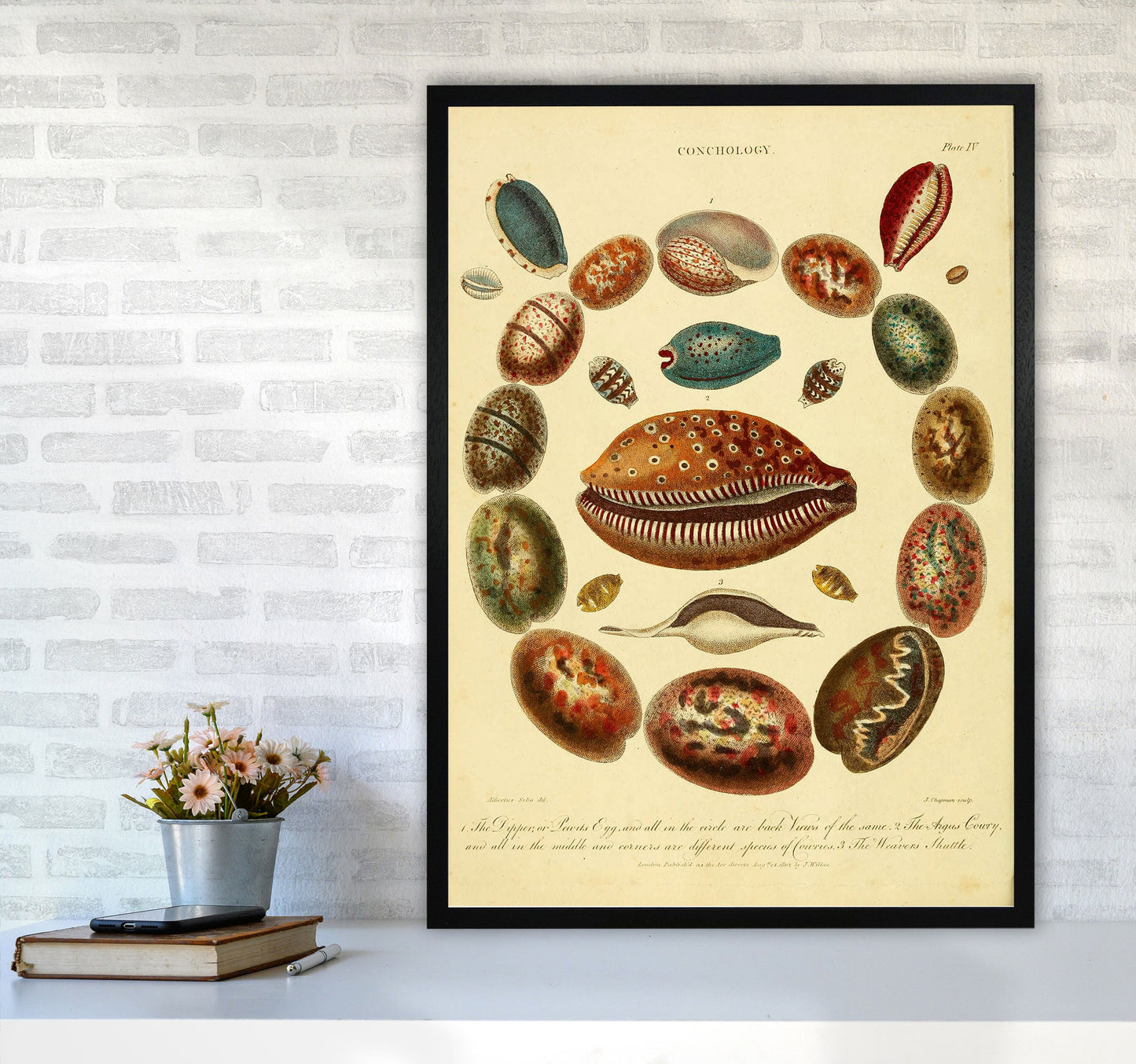 Conchologie Illustrationskunst Druck