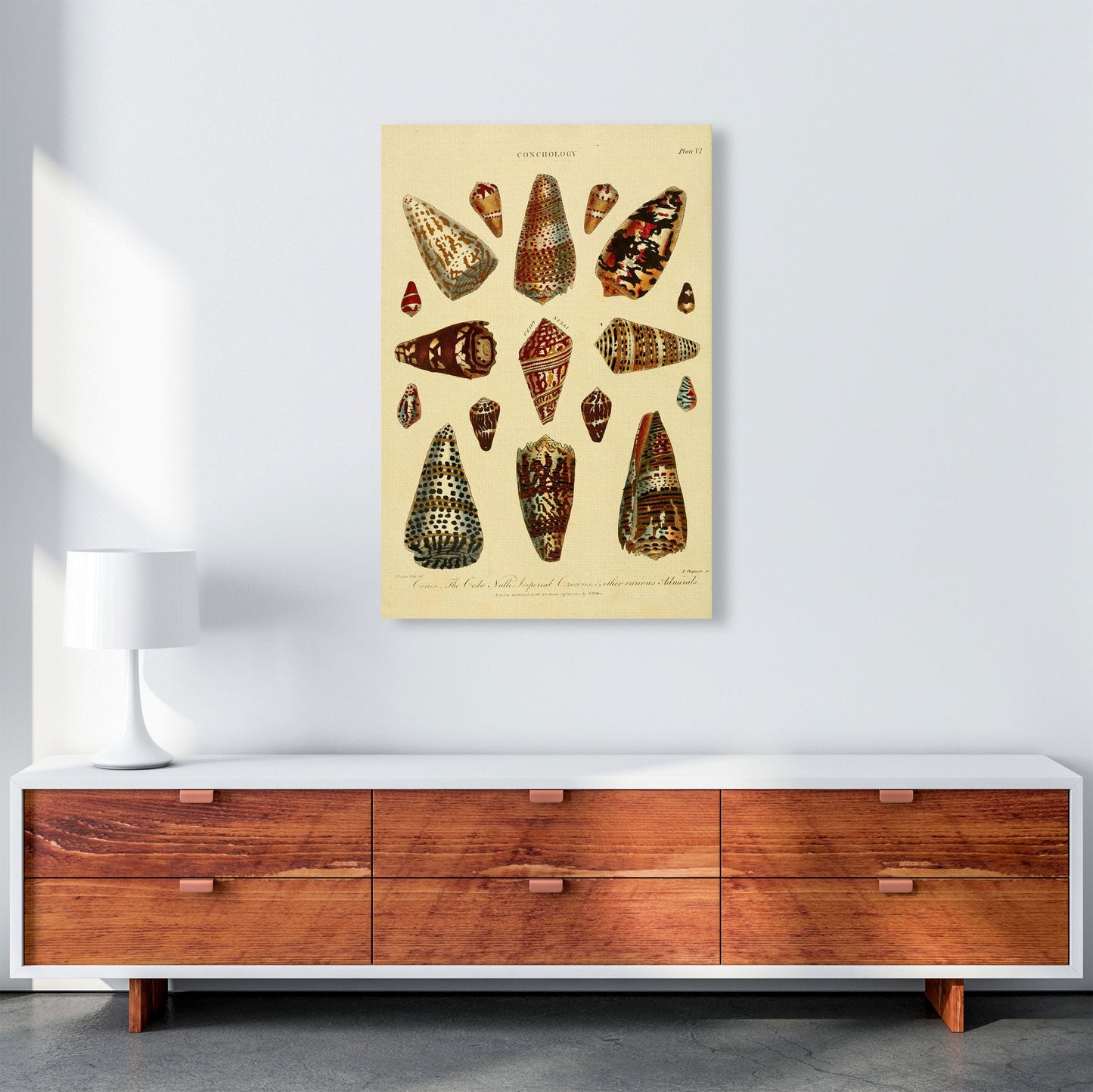 Conchologie Illustration 2 Kunstdruck