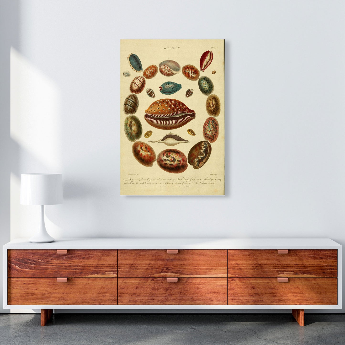 Conchologie Illustrationskunst Druck