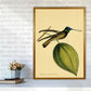 Kronen-Hummervogel-Kunstdruck
