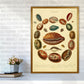 Conchologie Illustrationskunst Druck