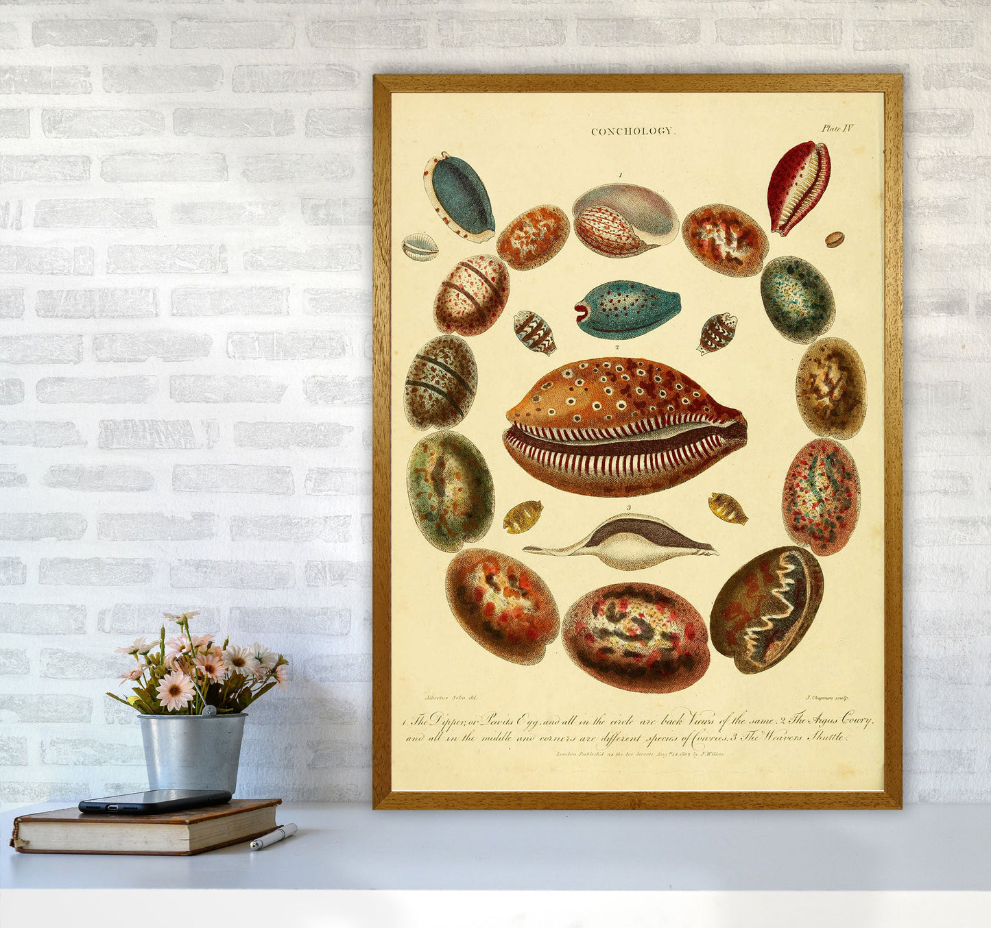 Conchologie Illustrationskunst Druck