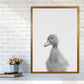 Neugieriger Enten Kunstdruck